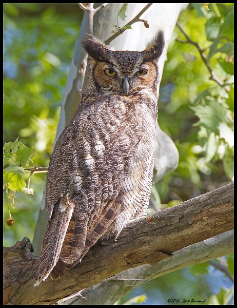 _5SB2085 great-horned owl.jpg